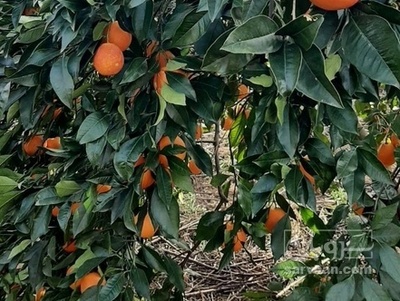 فروش پرتقال خونی