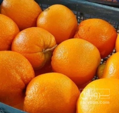 فروش پرتقال تامسون