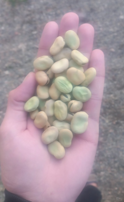 فروش باقلا تازه - باقالی - باقالا