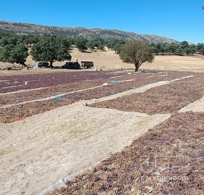 فروش مویز انگور عسگری