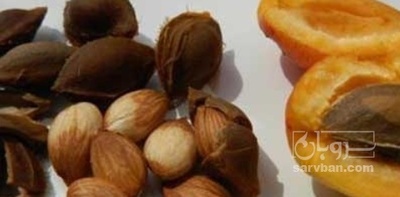 فروش هسته زردآلو