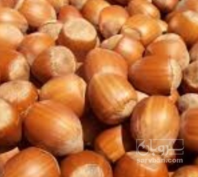 فروش فندق سایز درشت