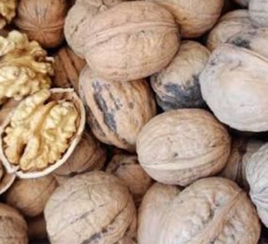 فروش گردو ایرانی