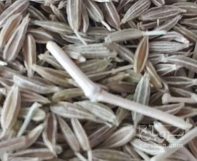 فروش زیره سبز