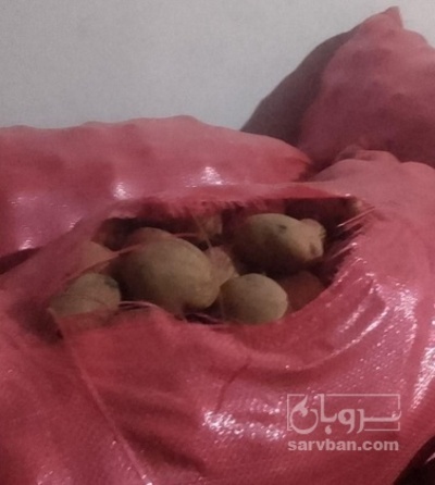 فروش سیب زمینی بورن