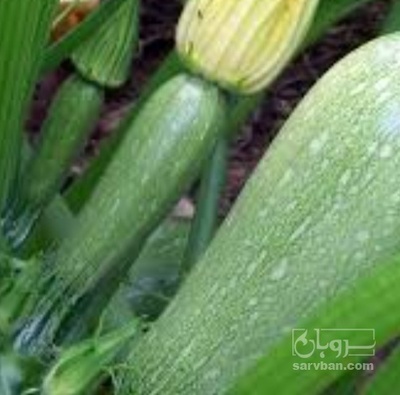 فروش کدو  سبز درشت