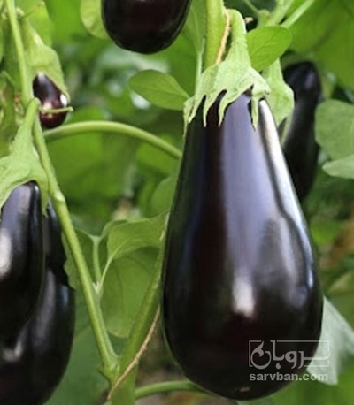 فروش بادمجان لامپی تره باری