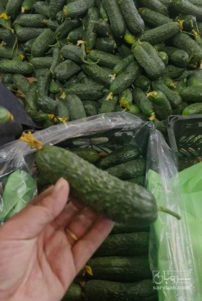 فروش خیار خاردار