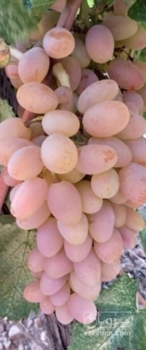 فروش انگور شاهرودی
