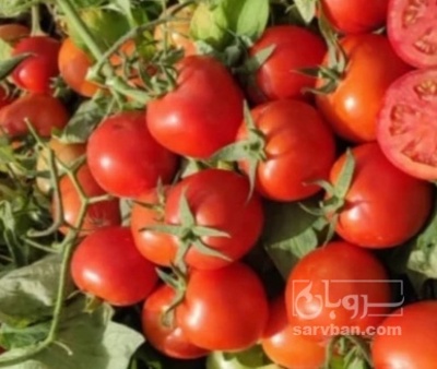 فروش گوجه فرنگی بدرو