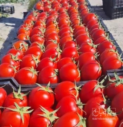 فروش گوجه فرنگی بروبیو