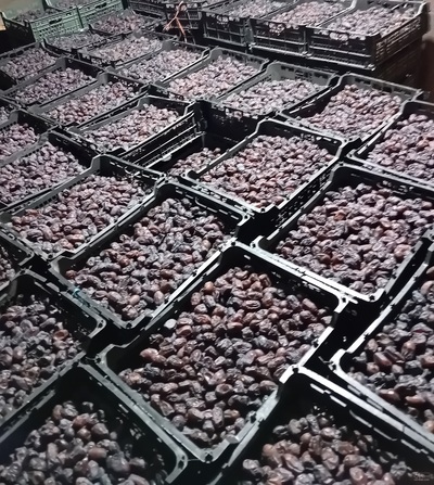 فروش خرماکلوته