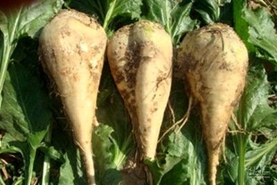 فروش چغندر قند