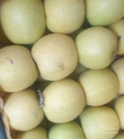 فروش سیب زرد
