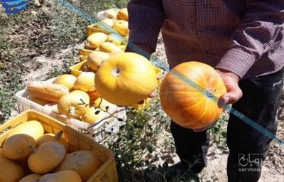 فروش کدو آجیلی