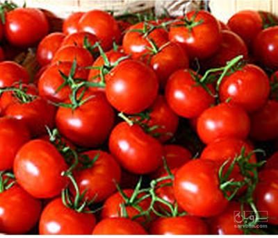 فروش گوجه فرنگی