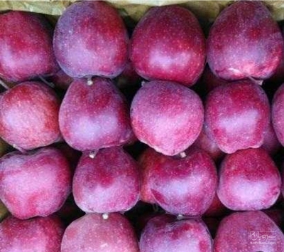 فروش سیب قرمز