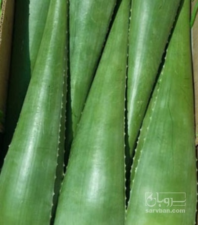 فروش آلوئه ورا برگ