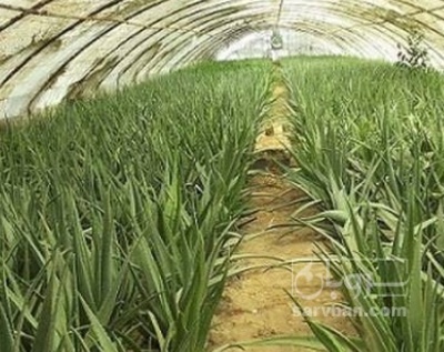 فروش آلوئه ورا گلدانی بزرگ