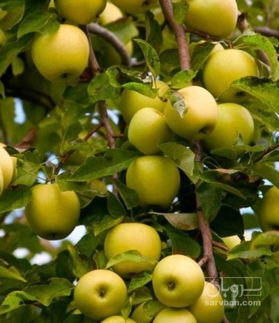 فروش سیب زرد