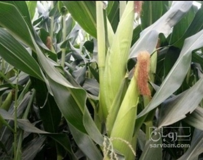 فروش چاپر ذرت - سیلاژ ذرت