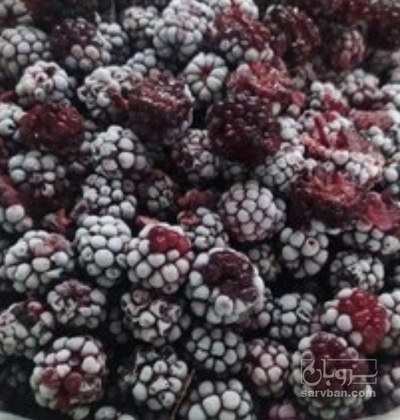 فروش شاتوت منجمد