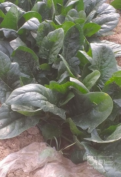 فروش اسفناج