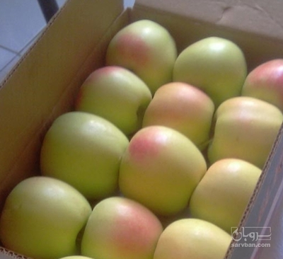 فروش سیب زرد