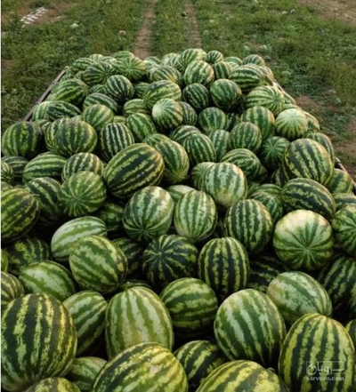 فروش هندوانه