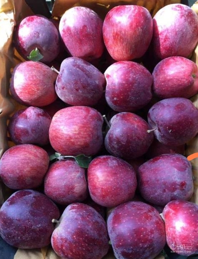 فروش سیب قرمز