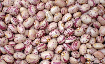 فروش لوبیا چیتی