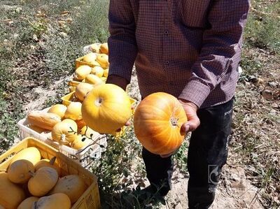 فروش کدو آجیلی