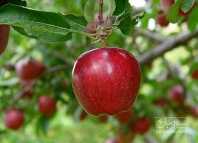 فروش سیب قرمز