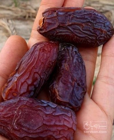 فروش خرما مجول