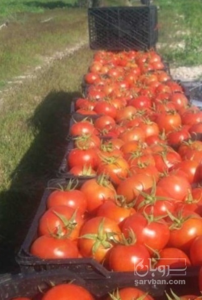 فروش گوجه فرنگی هوای ازاد