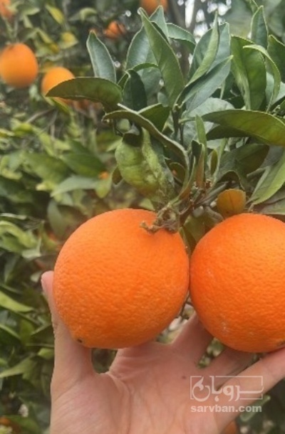 فروش پرتقال محلی