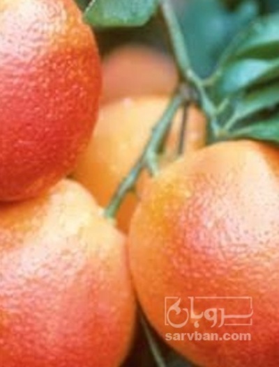 فروش پرتقال خونی