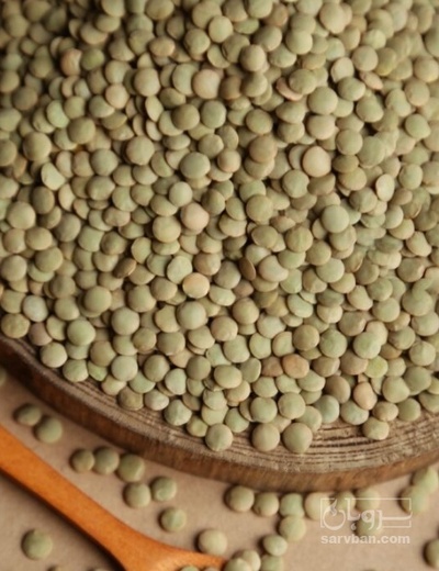 فروش عدس سبز محلی