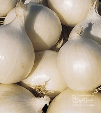 فروش پیاز سفید