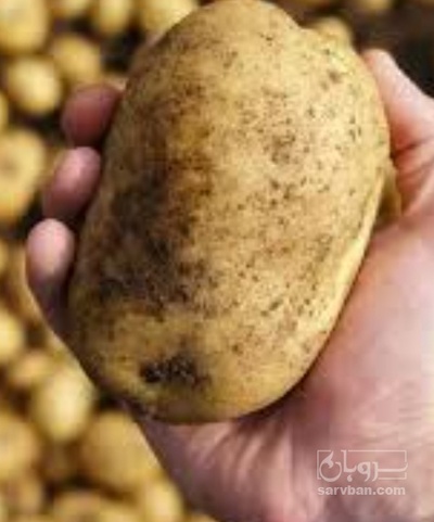 فروش سیب زمینی اگریا