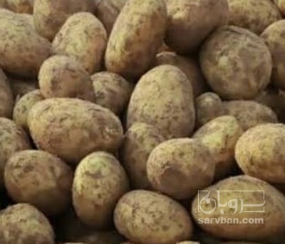 فروش سیب زمینی اگریا