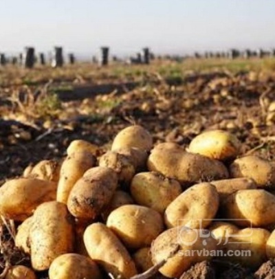 فروش سیب زمینی جلی