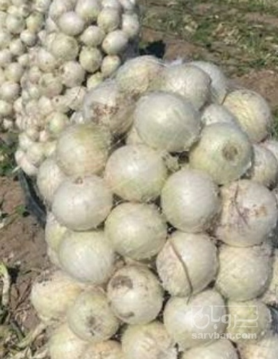 فروش پیاز