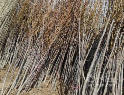 فروش نهال گردو