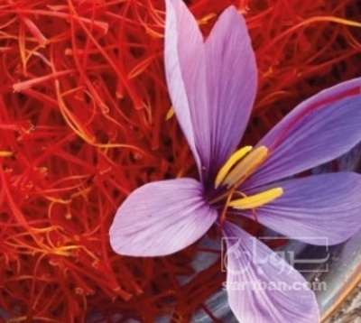 فروش زعفران سرگل