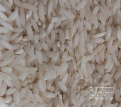 فروش برنج محلی چمپا