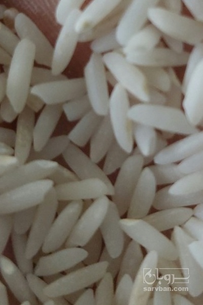 فروش برنج چمپا