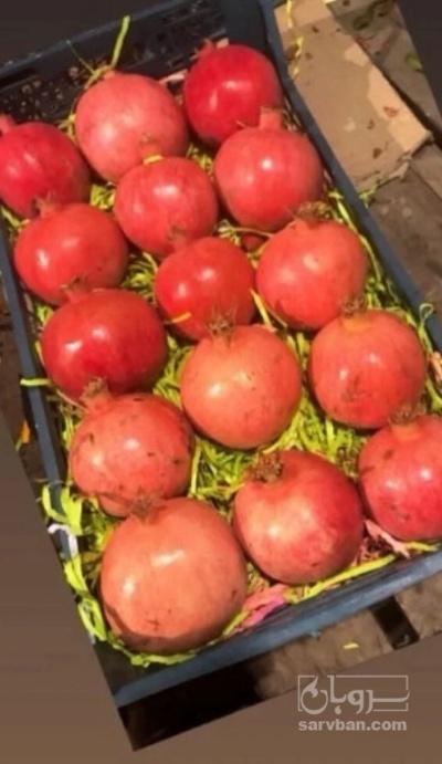فروش انار صادراتی