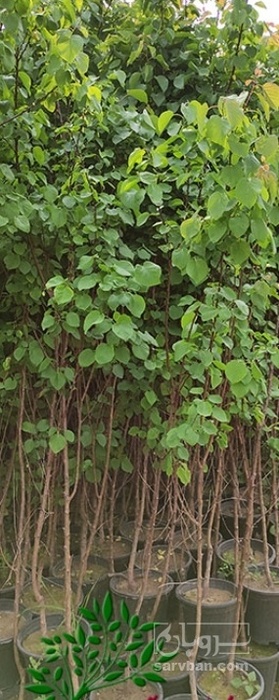 فروش نهال زردآلو