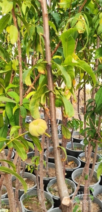 فروش نهال شلیل